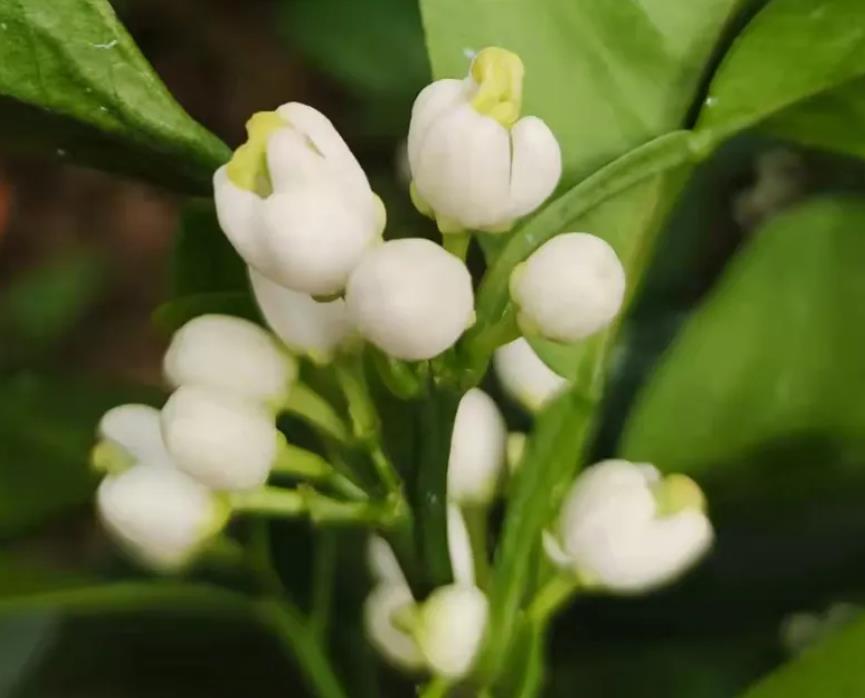 怎样促沃柑树发芽分化呢