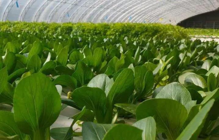 油菜高产种植方法 从品种选择到收获贮藏的全程指导