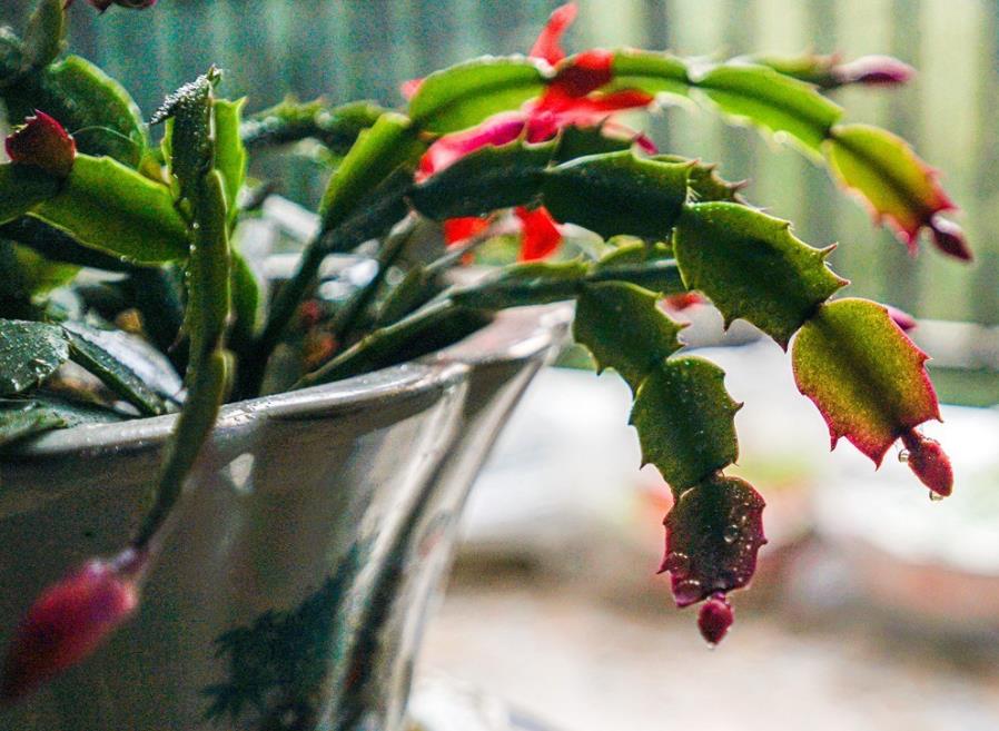 蟹爪兰开花施什么肥