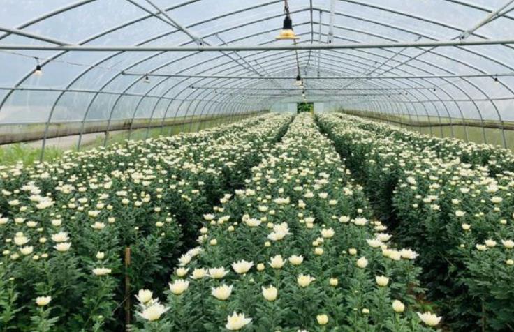 菊花用什么肥料最好