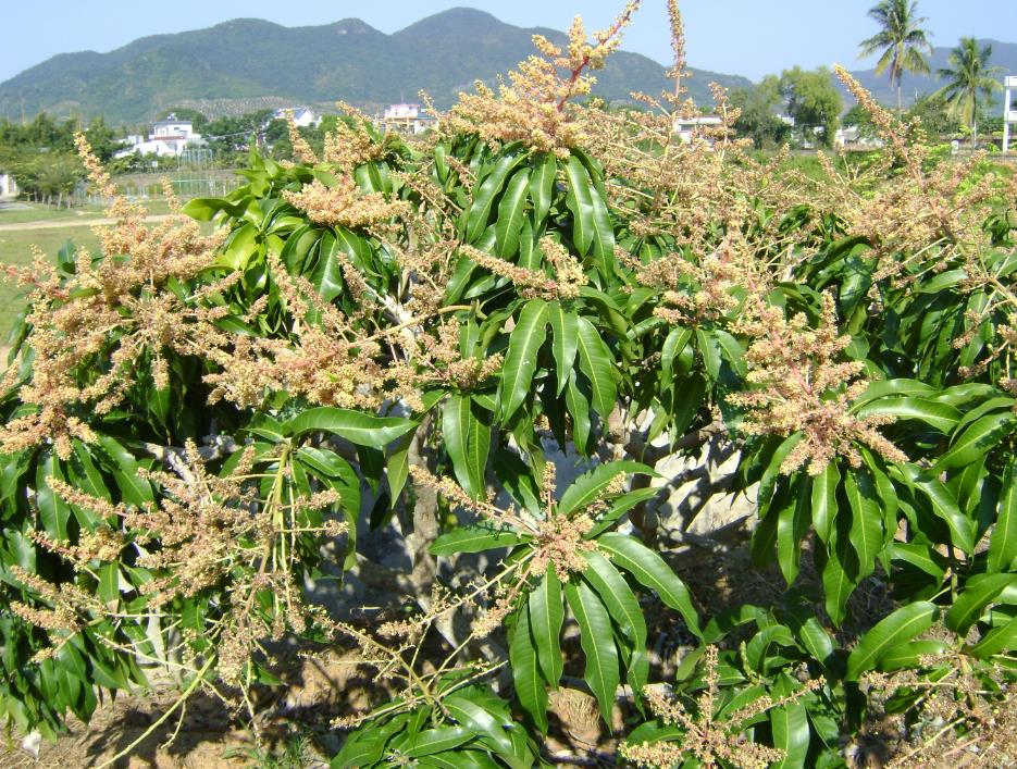 芒果开花前需要施什么肥