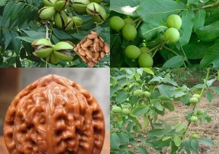 文玩核桃树施什么肥料