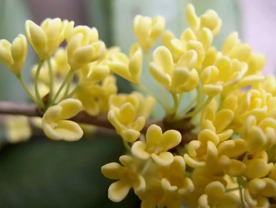 桂花树,能不能施碱性肥