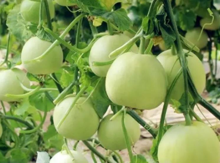什么季节种植香瓜最好