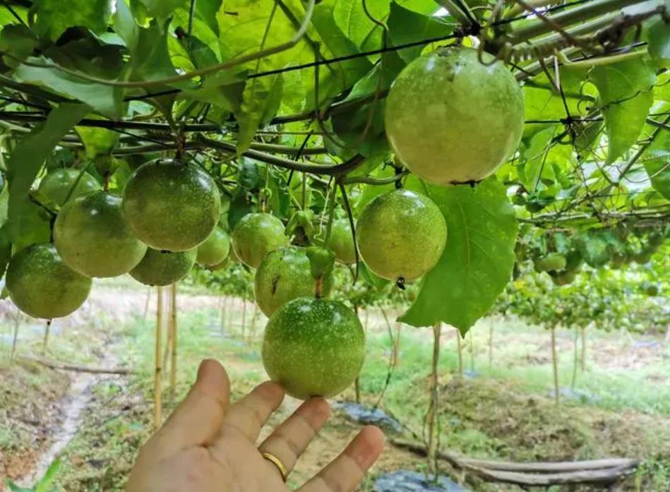 百香果开花结果期间怎样施肥
