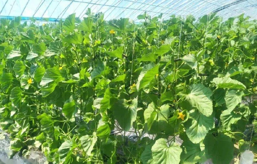 香瓜种植方法全过程