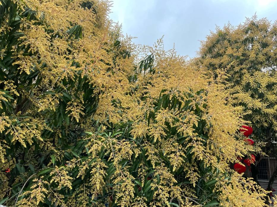 芒果树催花用什么肥料好