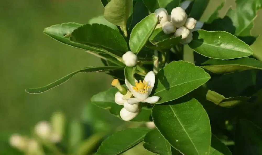 什么是柑橘花芽分化