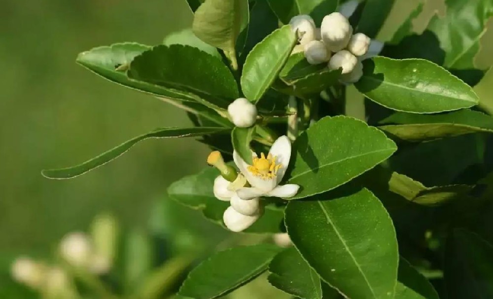 果树花芽分化不好怎么办