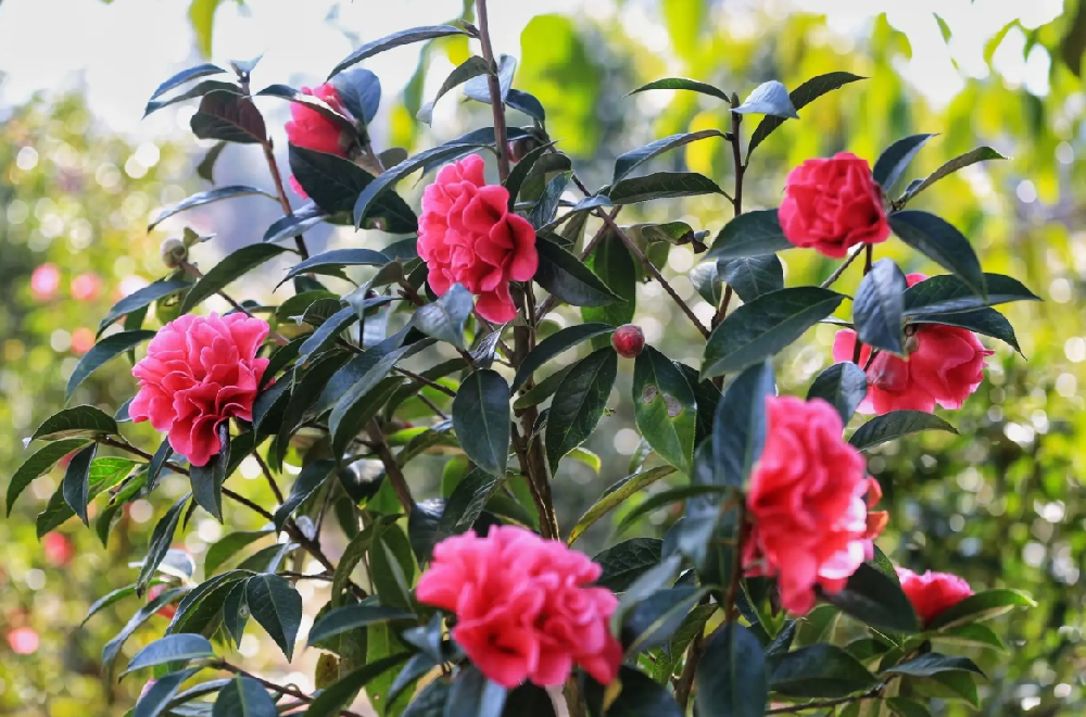 茶花要开时施什么肥花开的快