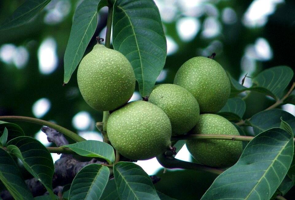 核桃核桃保花保果