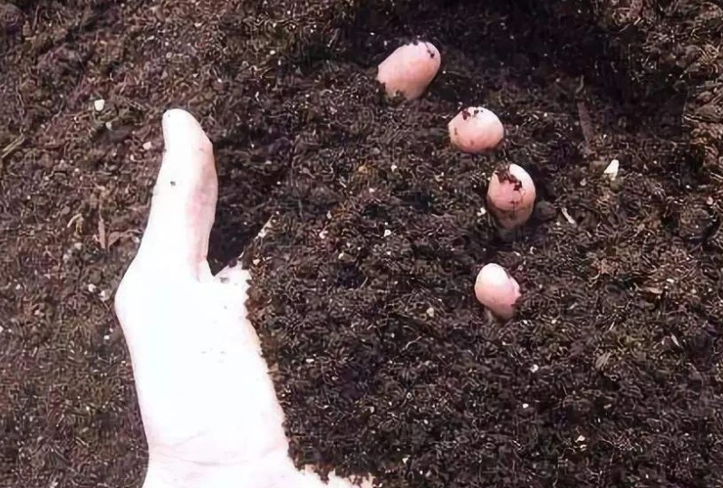 土壤太硬怎样变松散