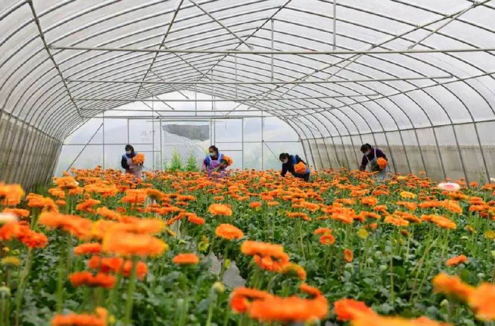 种花什么时候施基肥最好