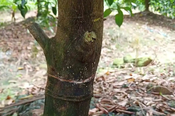 桔子树皮开裂怎么治
