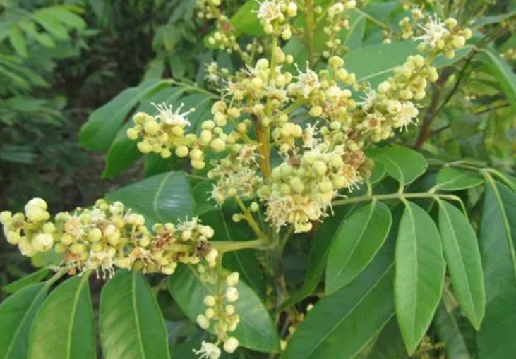 龙眼树怎样保花保果