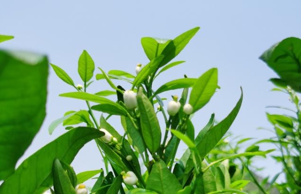 沃柑开花前施什么肥