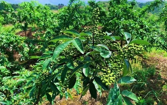 花椒适合用什么肥料