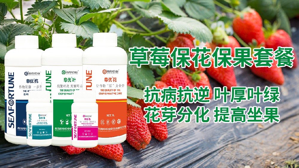 草莓怎么种才能又大又甜