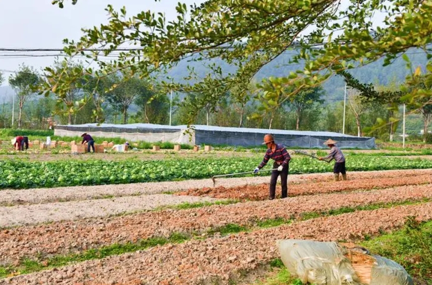 福建的土壤适合种什么 土壤与适宜种植作物的多样性探索