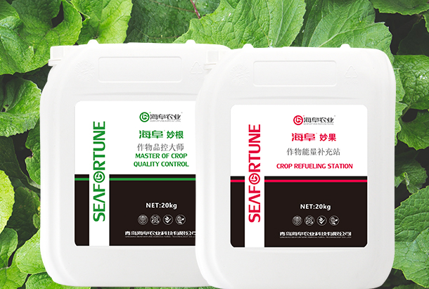 枇杷树冬季能否浇水施肥 枇杷树冬季管理指南